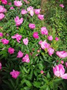 公告：訂藥材的，訂種苗的，抓緊了